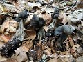 Helvella lacunosa-amf895